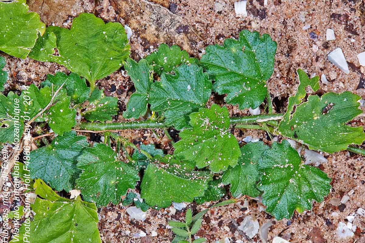 Hibiscus migeodii
