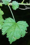 Hibiscus migeodii