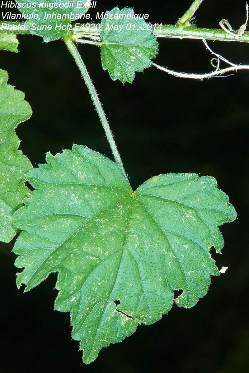 Hibiscus migeodii