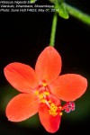 Hibiscus migeodii