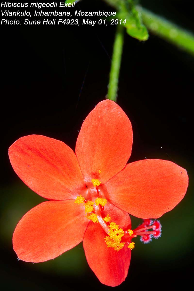 Hibiscus migeodii