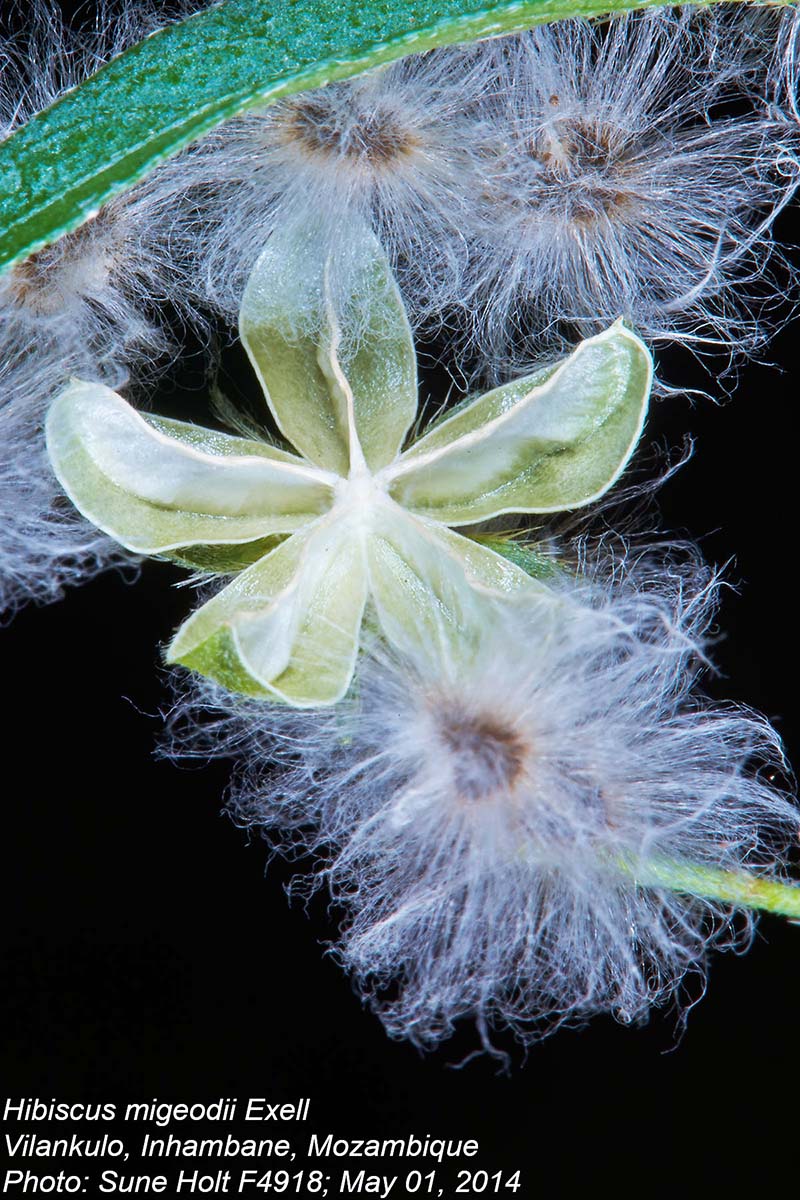 Hibiscus migeodii