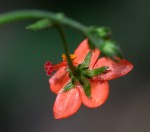 Hibiscus migeodii