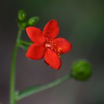 Hibiscus migeodii