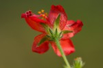 Hibiscus migeodii