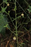Hibiscus migeodii
