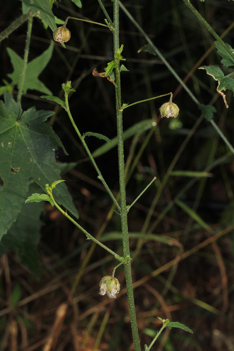 Hibiscus migeodii