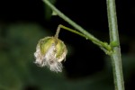 Hibiscus migeodii
