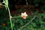 Hibiscus migeodii