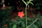 Hibiscus migeodii