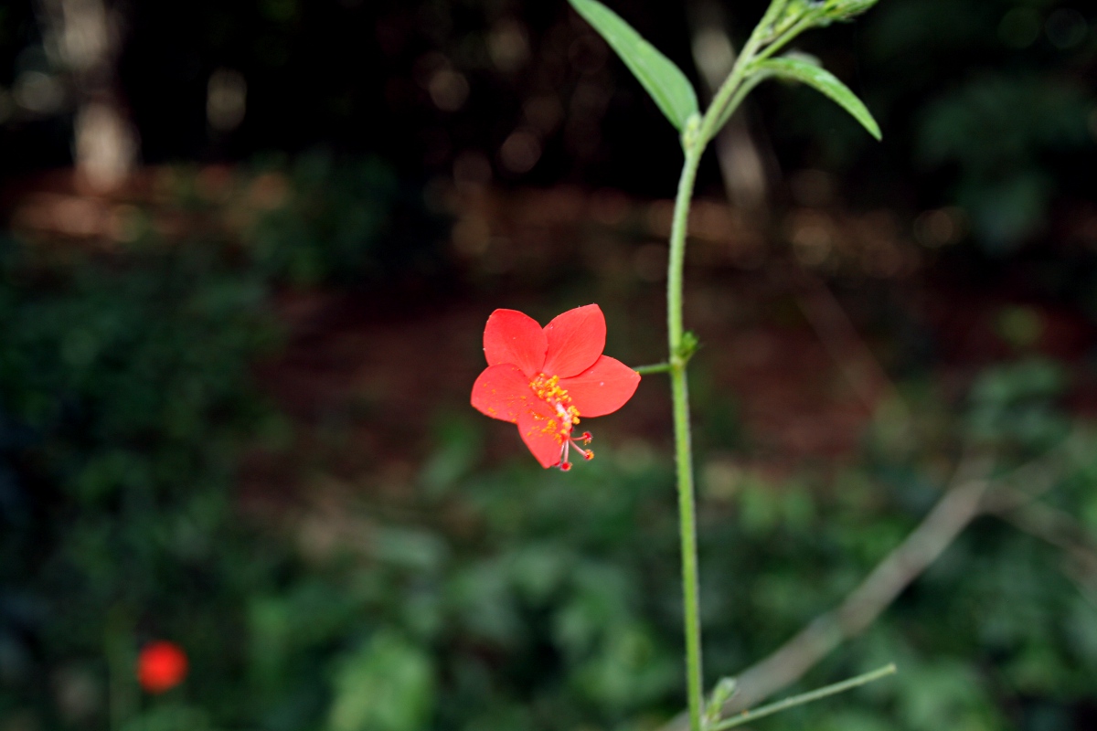 Hibiscus migeodii