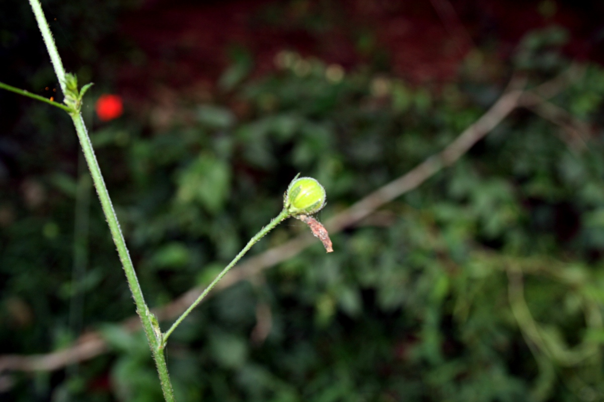 Hibiscus migeodii