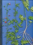 Hibiscus migeodii