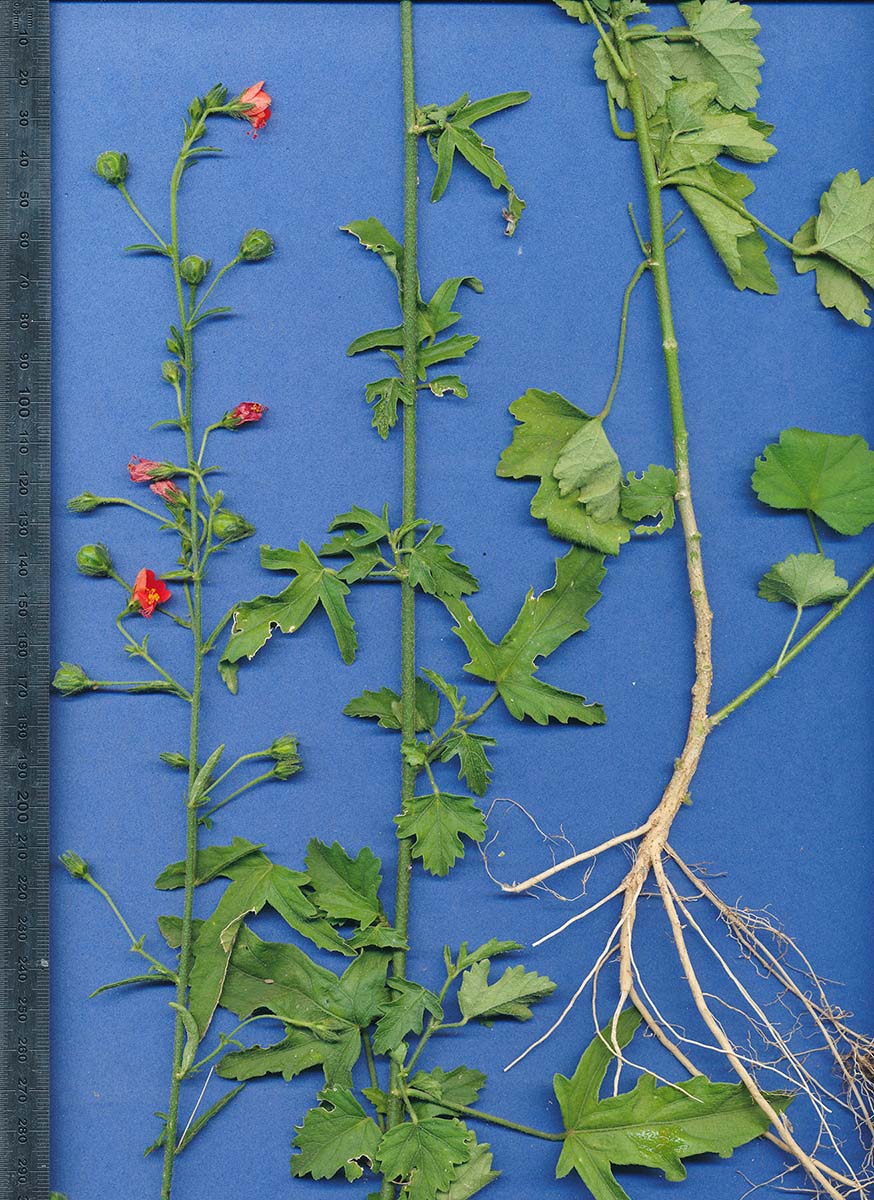 Hibiscus migeodii