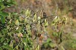 Dalbergia obovata
