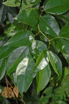Craibia zimmermannii