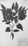 Craibia zimmermannii