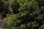 Craibia zimmermannii