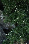 Craibia zimmermannii
