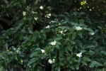 Craibia zimmermannii
