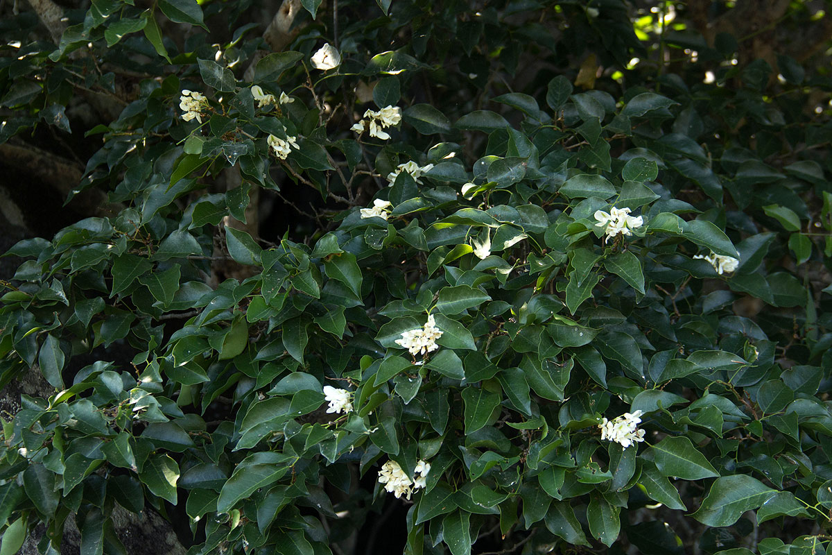 Craibia zimmermannii