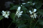 Craibia zimmermannii