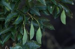 Craibia zimmermannii