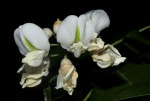 Craibia zimmermannii