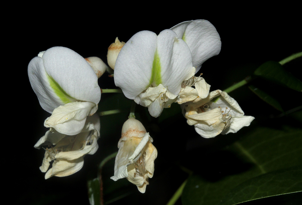 Craibia zimmermannii