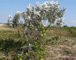 Sophora inhambanensis