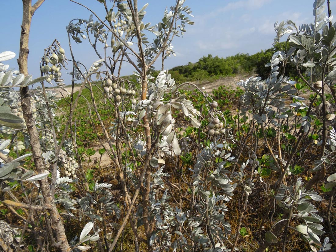 Sophora inhambanensis