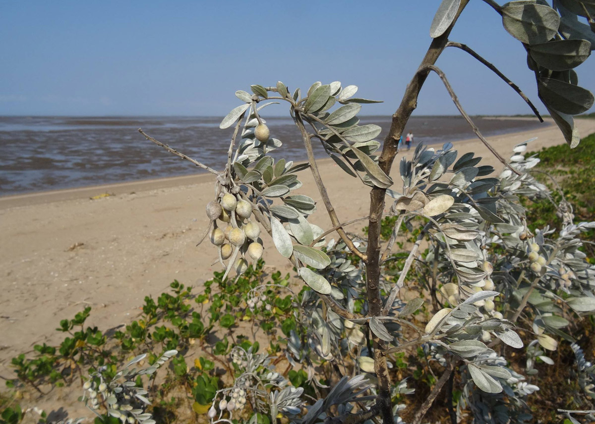 Sophora inhambanensis