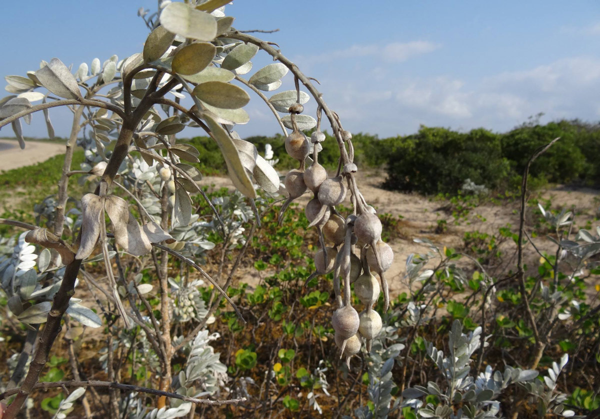 Sophora inhambanensis