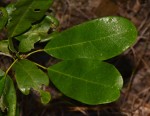 Baphia macrocalyx