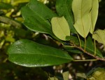 Baphia macrocalyx