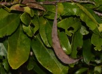Baphia macrocalyx