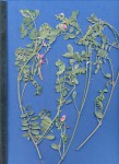 Tephrosia purpurea subsp. canescens