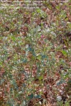 Tephrosia purpurea subsp. canescens