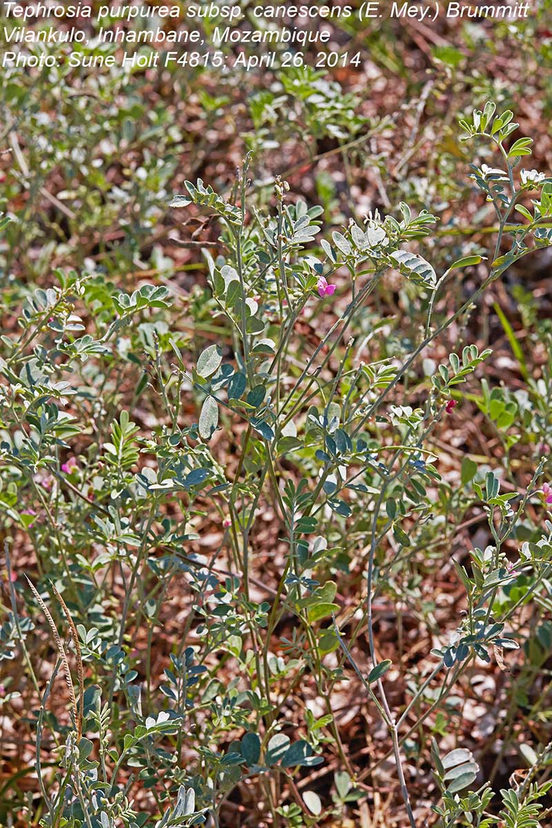Tephrosia purpurea subsp. canescens