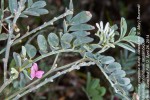 Tephrosia purpurea subsp. canescens