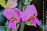 Tephrosia purpurea subsp. canescens