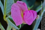 Tephrosia purpurea subsp. canescens