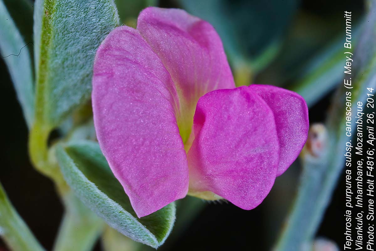 Tephrosia purpurea subsp. canescens
