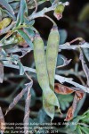 Tephrosia purpurea subsp. canescens