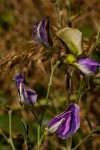 Tephrosia interrupta subsp. elongatiflora