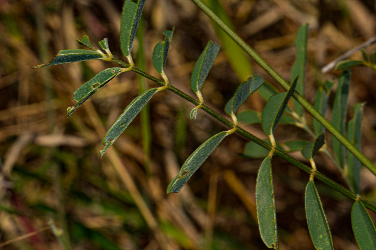 Tephrosia interrupta subsp. elongatiflora