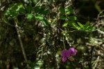 Tephrosia cordata