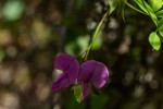 Tephrosia cordata
