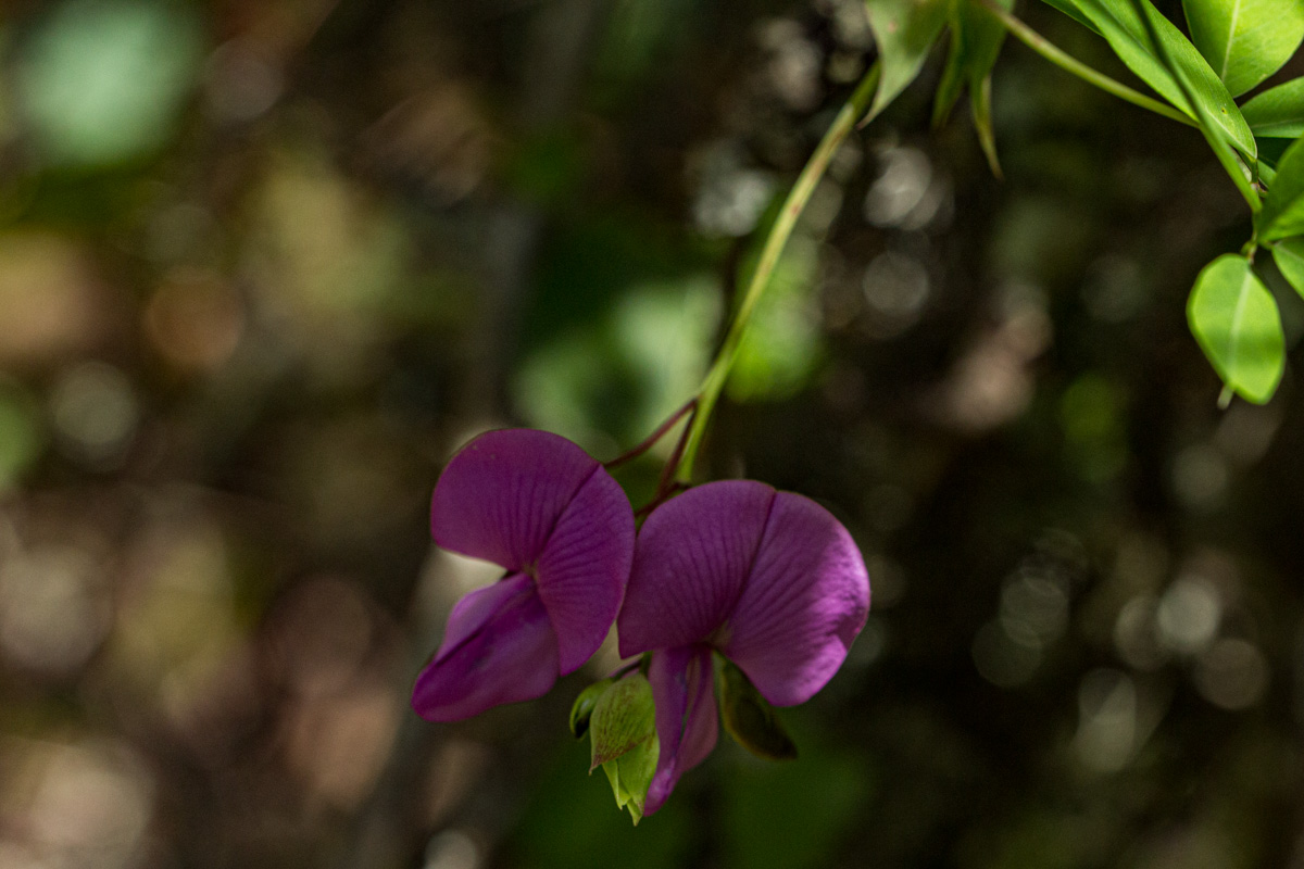 Tephrosia cordata
