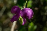 Tephrosia cordata